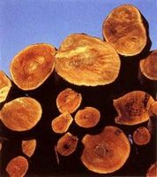Как выбрать древесину? свойства древесины (древесных пород)